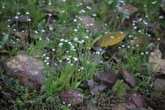 Eriocaulon robustobrownianum